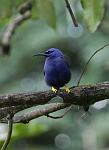 Purple Honeycreeper